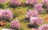 Peachbloss